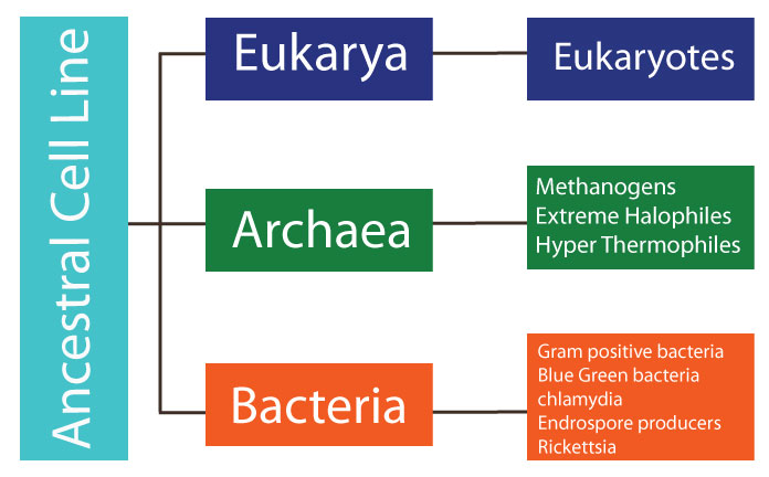 General Classification and Characterization of Microorganisms