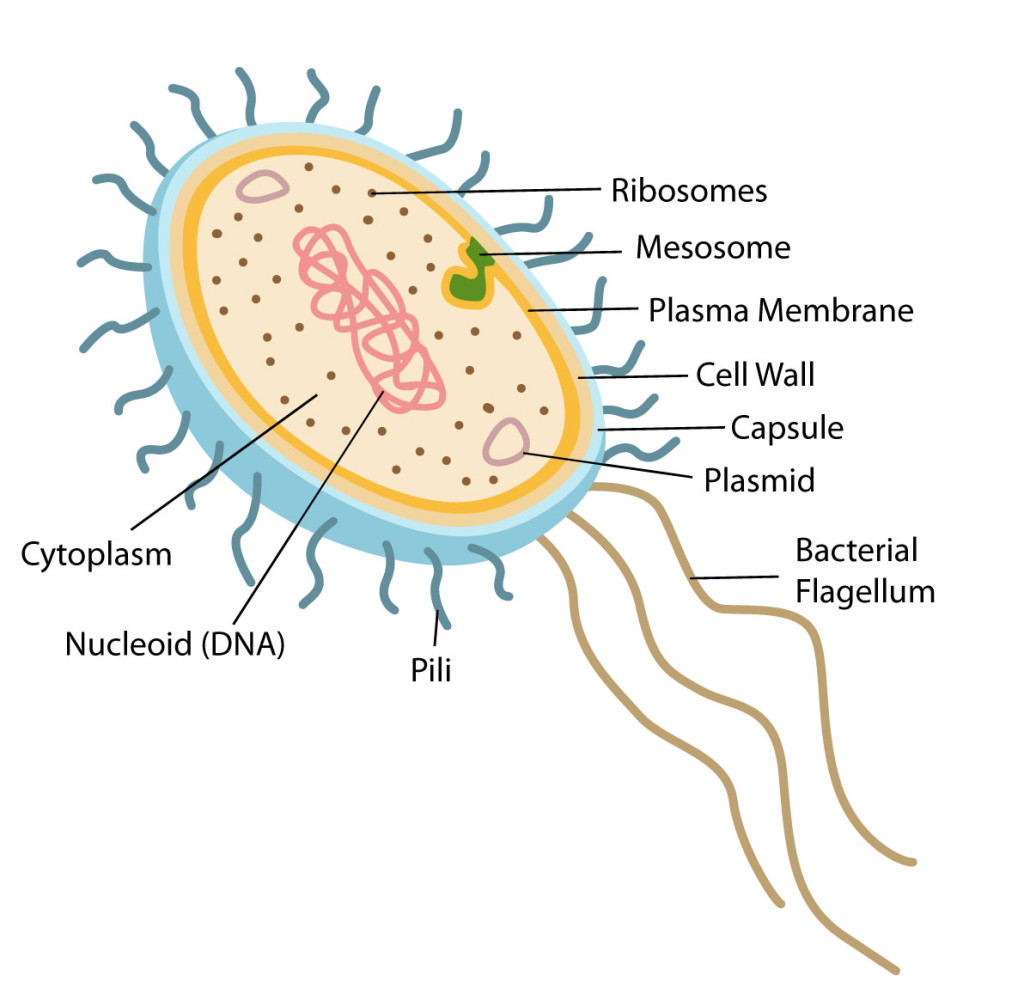 Structure and Function of Prokaryotic Cells