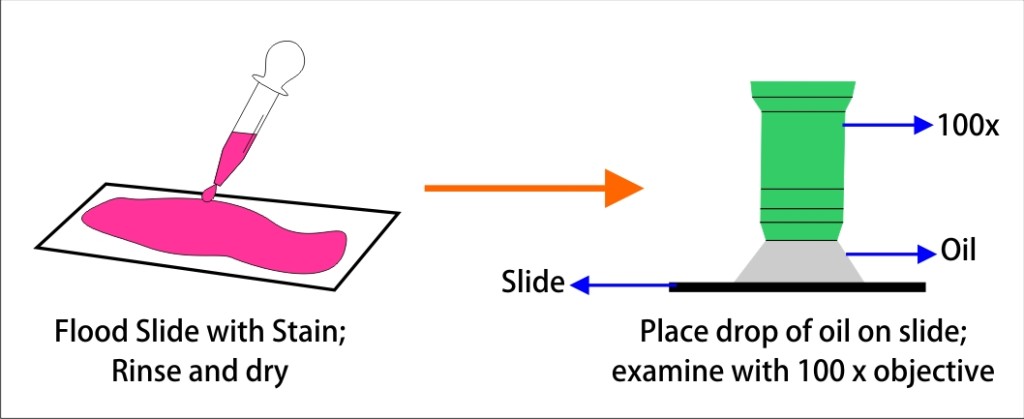 Observing Microorganism (B)